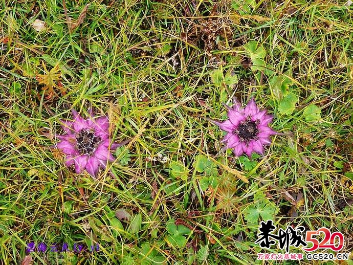 魅力七藏沟，七驴梦幻旅673 / 作者:y.y / 帖子ID:1897