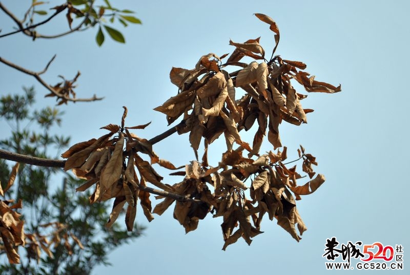 新手单反试拍～多多指教～34 / 作者:娟子 / 帖子ID:2669