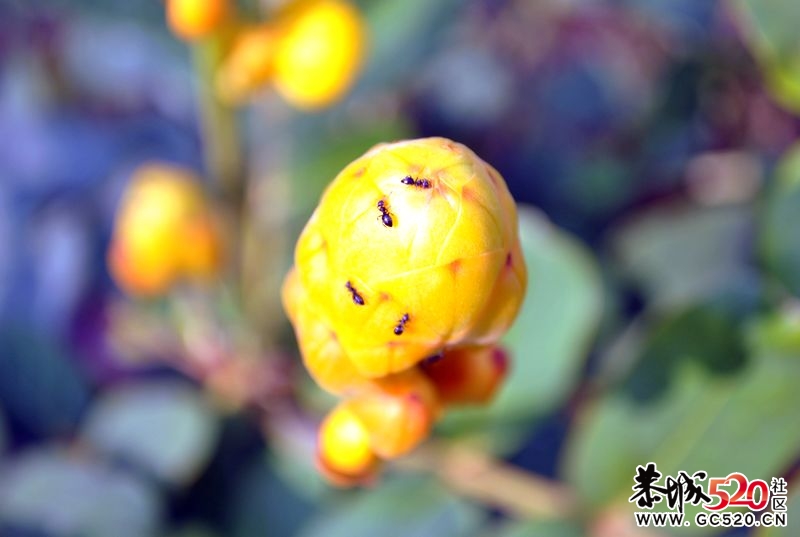 新手单反试拍～多多指教～148 / 作者:娟子 / 帖子ID:2669