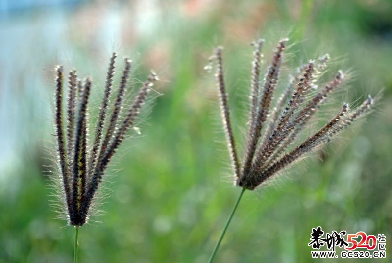 新手单反试拍～多多指教～990 / 作者:娟子 / 帖子ID:2669