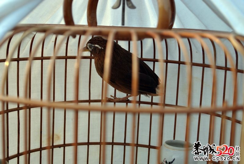 新手单反试拍～多多指教～133 / 作者:娟子 / 帖子ID:2669