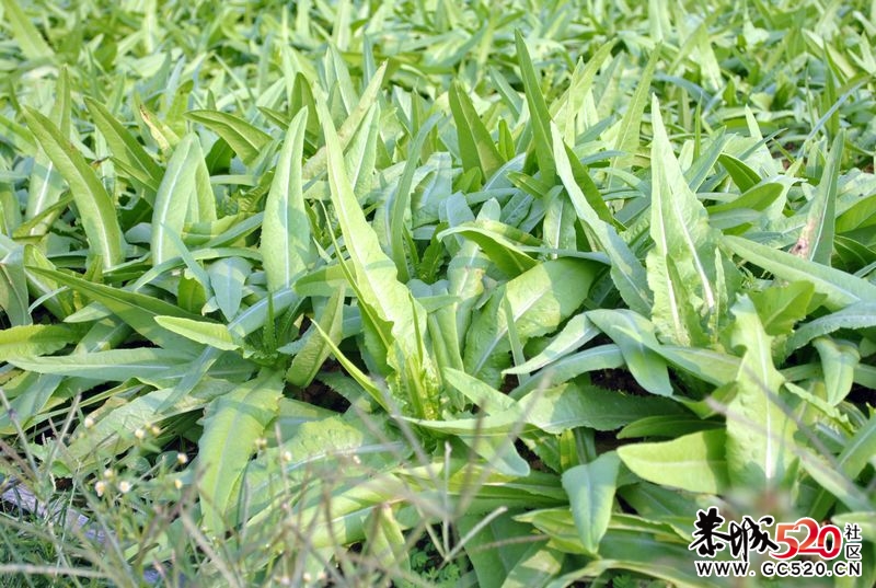 新手单反试拍～多多指教～735 / 作者:娟子 / 帖子ID:2669