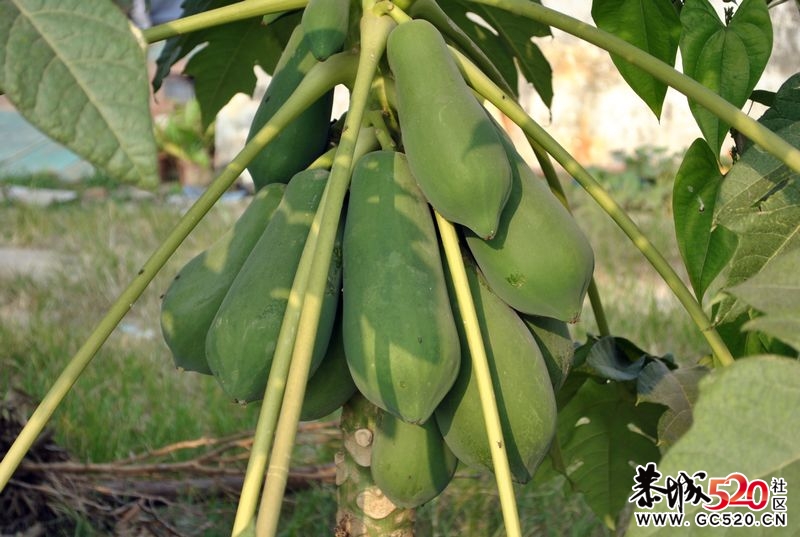 新手单反试拍～多多指教～497 / 作者:娟子 / 帖子ID:2669