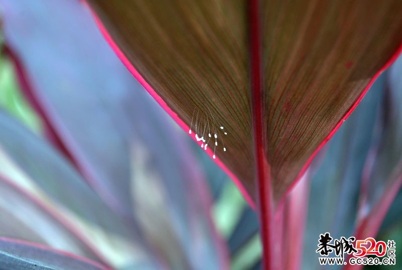 新手单反试拍～多多指教～977 / 作者:娟子 / 帖子ID:2669
