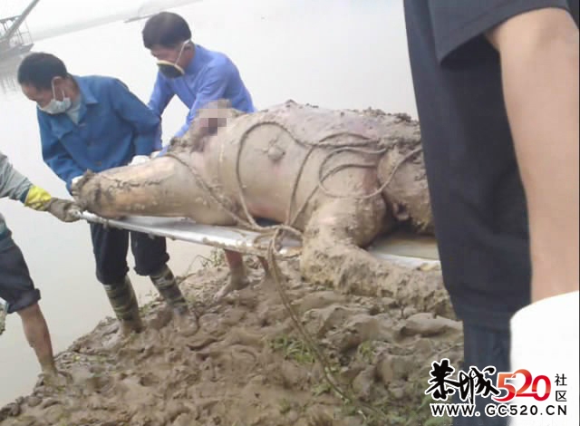 村长疑被县委打死，藏尸过百天公安局不敢立案！！769 / 作者:蜻蜓侠2011 / 帖子ID:2769