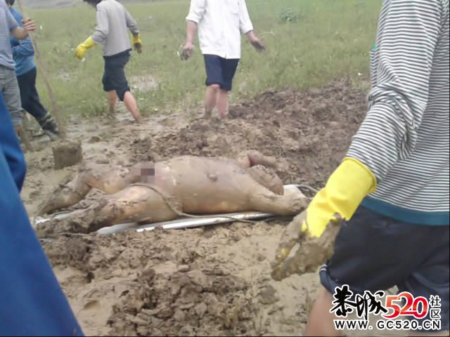 村长疑被县委打死，藏尸过百天公安局不敢立案！！212 / 作者:蜻蜓侠2011 / 帖子ID:2769