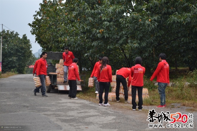 月柿节上默默奉献的他们~~~~~~~373 / 作者:社区小编 / 帖子ID:2795