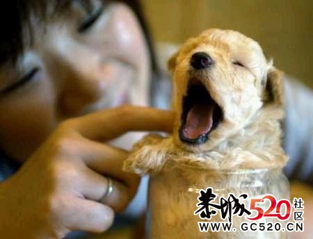 各种可爱狗狗919 / 作者:星想事成 / 帖子ID:2850