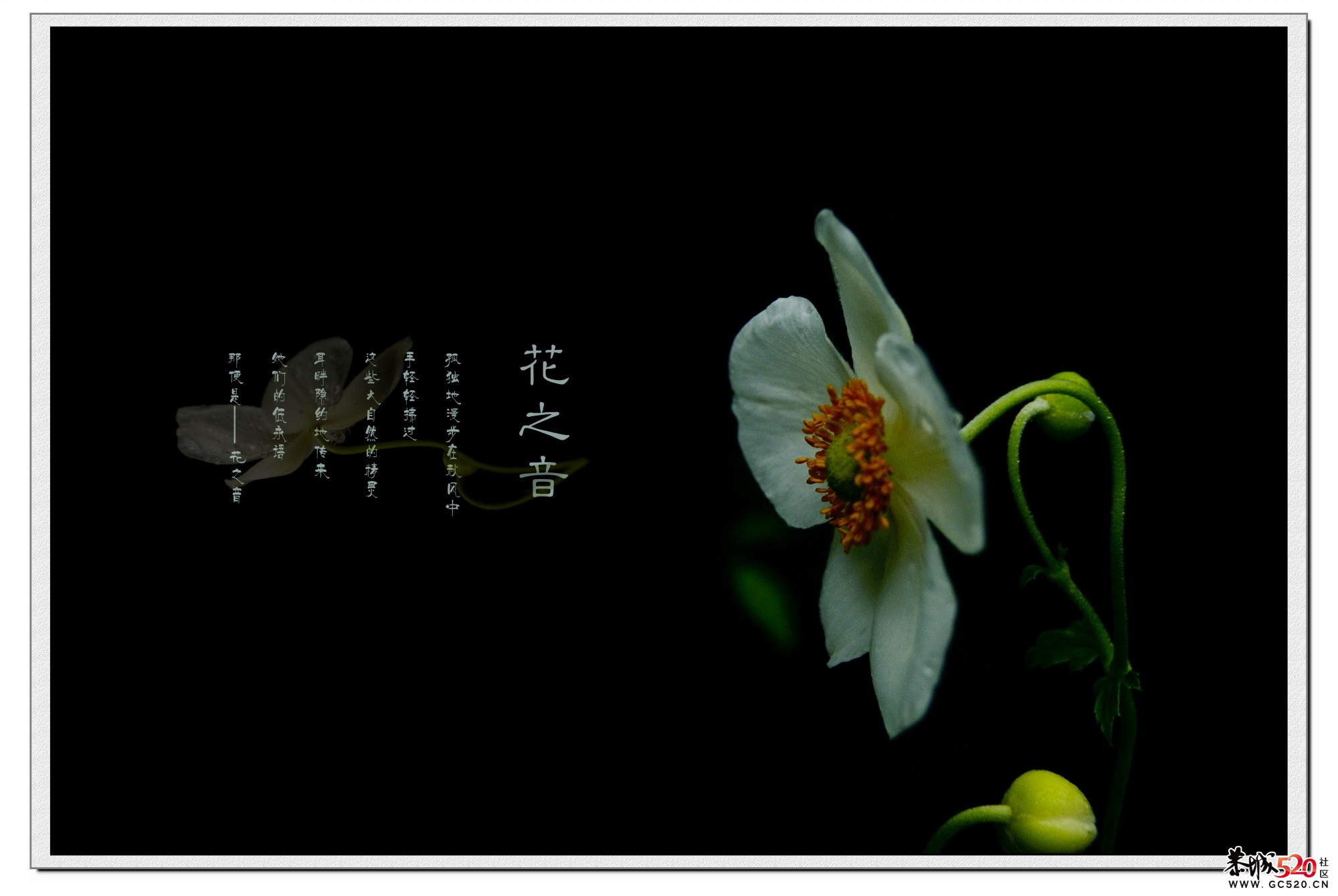 花之音100 / 作者:195 / 帖子ID:2892