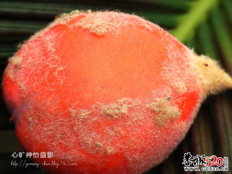 看看这是什么玩意，有知道的吗47 / 作者:排散 / 帖子ID:2974