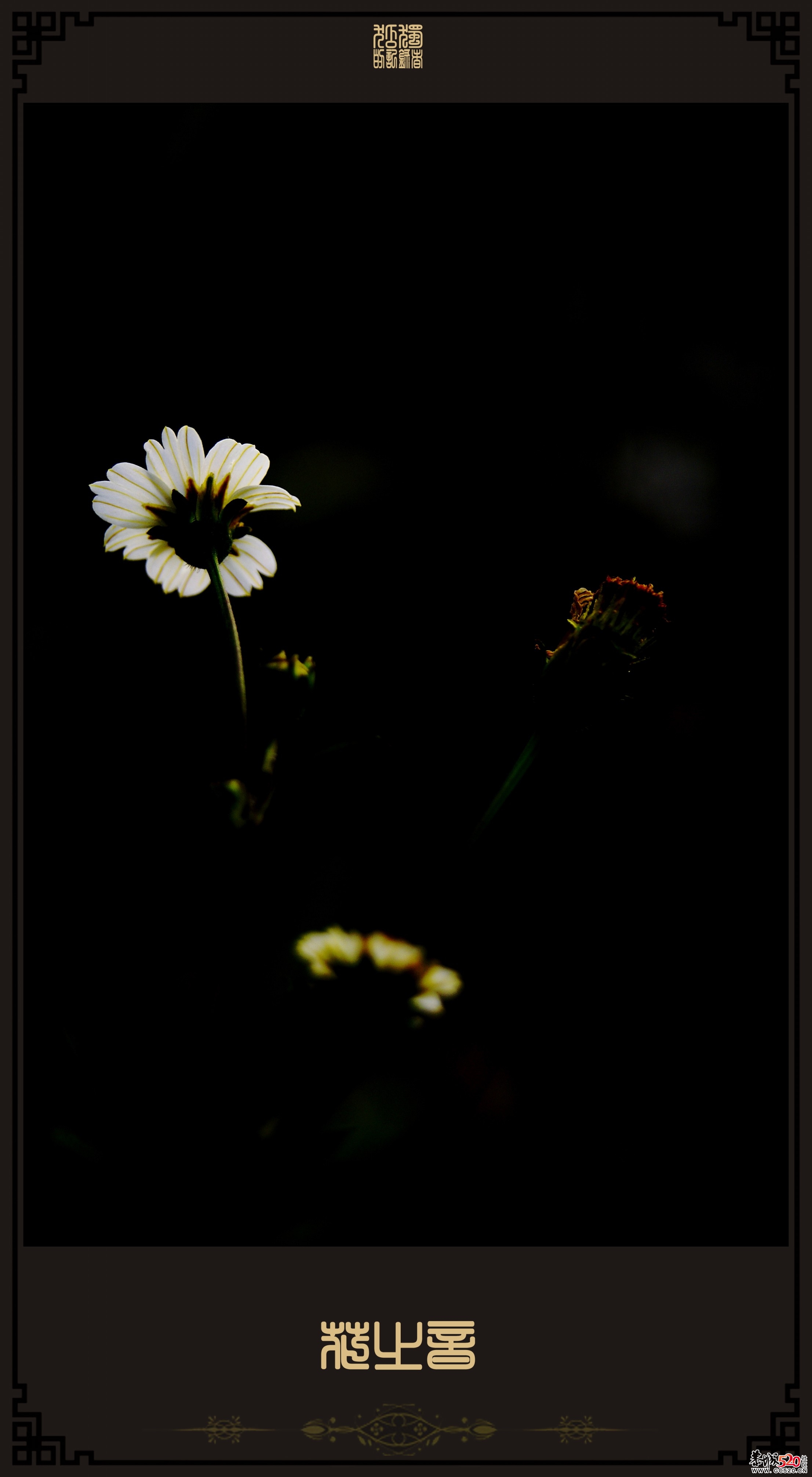 花之音579 / 作者:195 / 帖子ID:2892