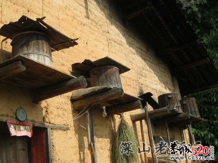 深山老林农民采土蜂蜜全过程！229 / 作者:鹤舞狂天 / 帖子ID:3002
