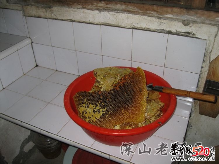 深山老林农民采土蜂蜜全过程！349 / 作者:鹤舞狂天 / 帖子ID:3002