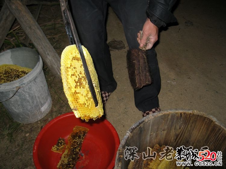 深山老林农民采土蜂蜜全过程！993 / 作者:鹤舞狂天 / 帖子ID:3002