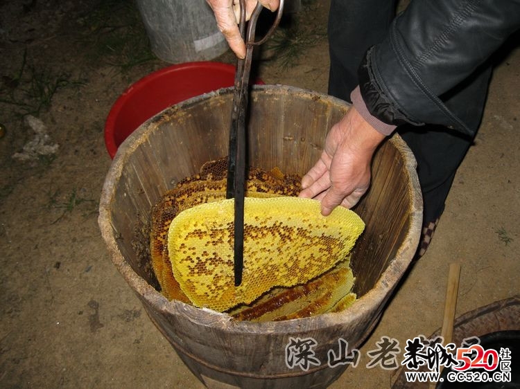 深山老林农民采土蜂蜜全过程！466 / 作者:鹤舞狂天 / 帖子ID:3002