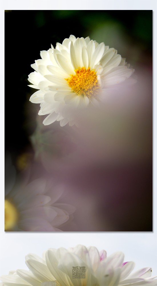 梦之菊338 / 作者:195 / 帖子ID:3182