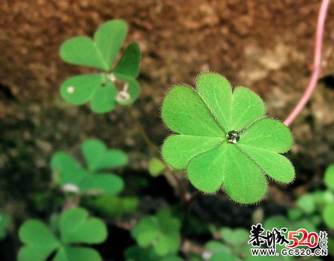 　四叶草的的配方650 / 作者:招财猫 / 帖子ID:3421