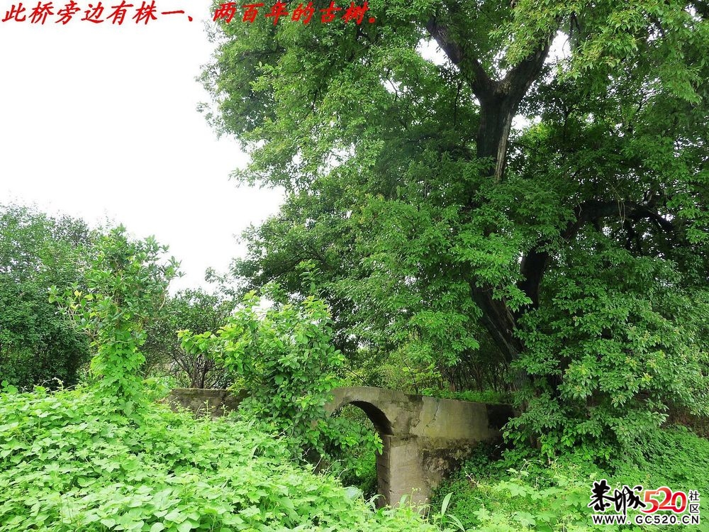 县城边一个藏而不露的古桥：淮阳桥。163 / 作者:平安大叔 / 帖子ID:3456