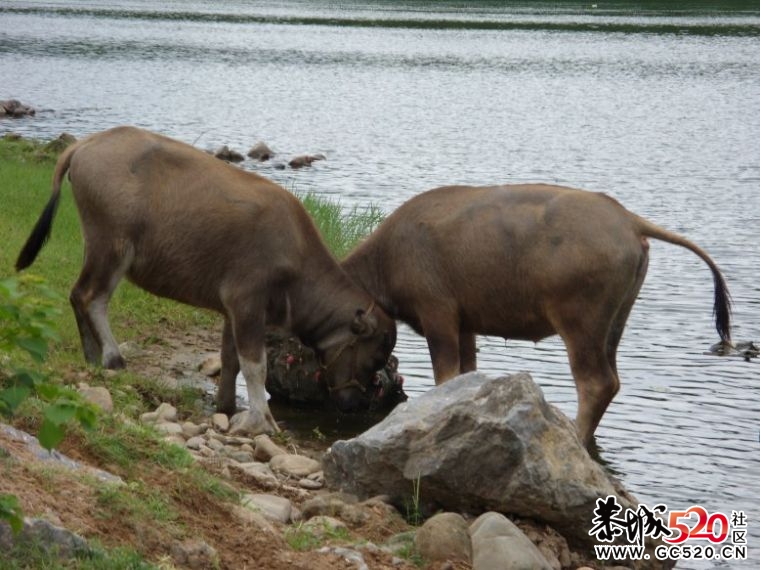 这个有隐112 / 作者:淘气蜻蜓 / 帖子ID:3472