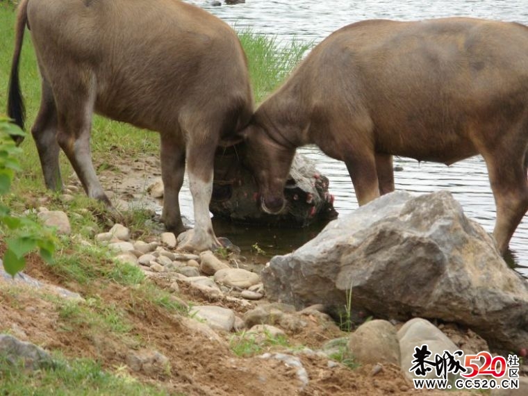 这个有隐40 / 作者:淘气蜻蜓 / 帖子ID:3472