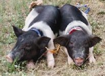 想看紫阳结婚照摆？374 / 作者:探索者越野车队 / 帖子ID:3583