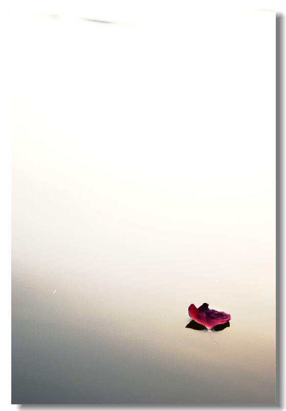 流浪的梦299 / 作者:195 / 帖子ID:3702