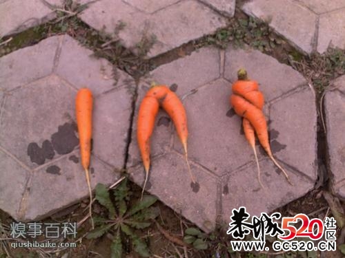 ...477 / 作者:何子墨 / 帖子ID:3767