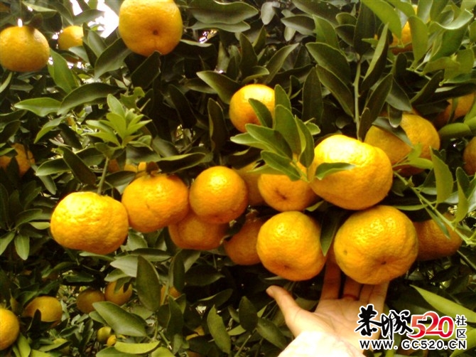 大清早的看到没人发帖··我来带个头！696 / 作者:゛メ╳灬嚟_先生 / 帖子ID:4137