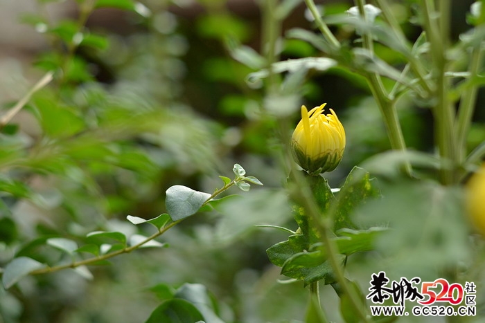 卖菊花的老男孩。20 / 作者:悟空 / 帖子ID:4305