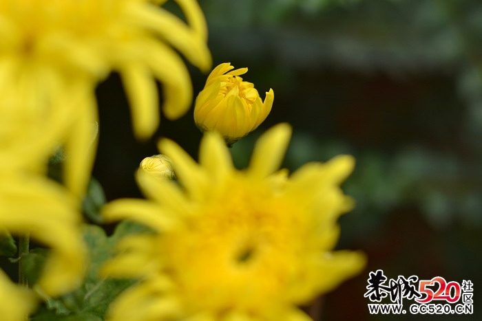 卖菊花的老男孩。960 / 作者:悟空 / 帖子ID:4305