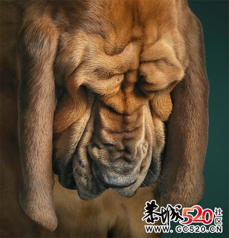 大家进来乐呵乐呵，看看各种萌人的狗狗(*^__^*)896 / 作者:湮丶花祭 / 帖子ID:4381
