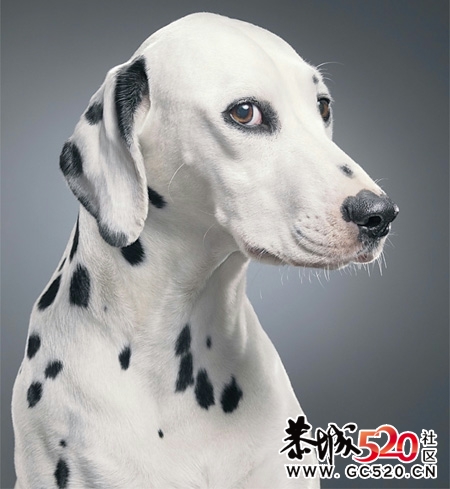 大家进来乐呵乐呵，看看各种萌人的狗狗(*^__^*)118 / 作者:湮丶花祭 / 帖子ID:4381