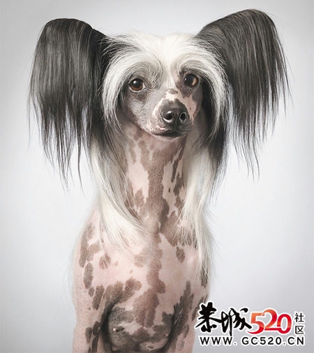 大家进来乐呵乐呵，看看各种萌人的狗狗(*^__^*)785 / 作者:湮丶花祭 / 帖子ID:4381