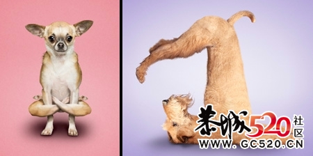 大家进来乐呵乐呵，看看各种萌人的狗狗(*^__^*)536 / 作者:湮丶花祭 / 帖子ID:4381