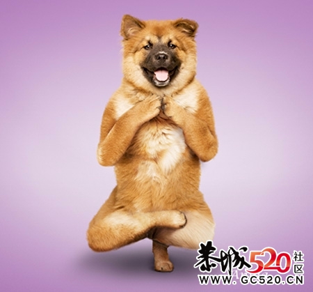 大家进来乐呵乐呵，看看各种萌人的狗狗(*^__^*)881 / 作者:湮丶花祭 / 帖子ID:4381