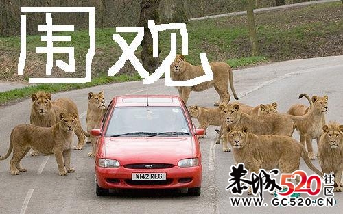 看图 不说话 ~~~条子们 注意了 ~~~~~~554 / 作者:平安大叔 / 帖子ID:4429
