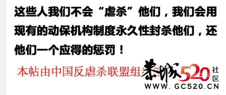 残忍的凶手~！！无辜的猫咪...229 / 作者:九曲猫咪 / 帖子ID:4695