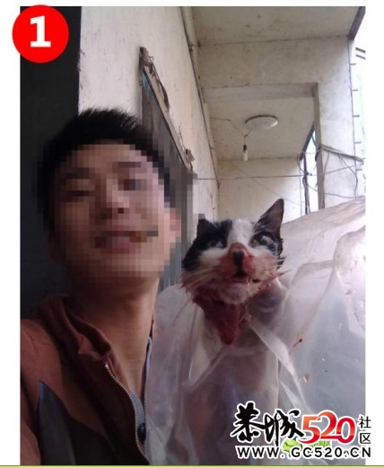 残忍的凶手~！！无辜的猫咪...301 / 作者:九曲猫咪 / 帖子ID:4695