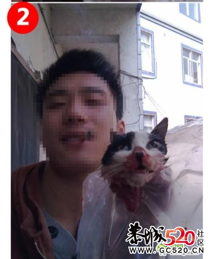 残忍的凶手~！！无辜的猫咪...941 / 作者:九曲猫咪 / 帖子ID:4695