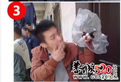 残忍的凶手~！！无辜的猫咪...194 / 作者:九曲猫咪 / 帖子ID:4695