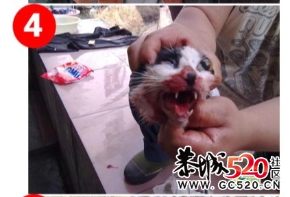 残忍的凶手~！！无辜的猫咪...946 / 作者:九曲猫咪 / 帖子ID:4695