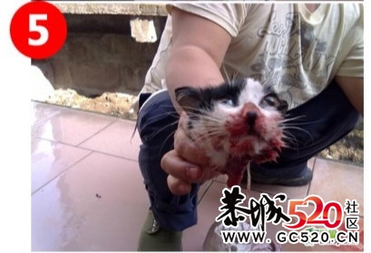 残忍的凶手~！！无辜的猫咪...966 / 作者:九曲猫咪 / 帖子ID:4695