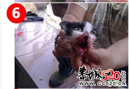 残忍的凶手~！！无辜的猫咪...497 / 作者:九曲猫咪 / 帖子ID:4695