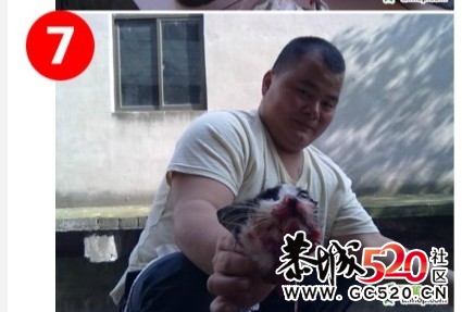 残忍的凶手~！！无辜的猫咪...848 / 作者:九曲猫咪 / 帖子ID:4695