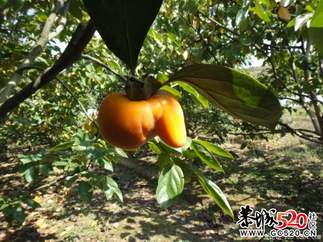 8264红岩金柿林、深秋海洋银杏 黄色东东！！815 / 作者:红日叔叔 / 帖子ID:4959