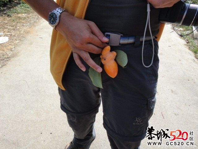 8264红岩金柿林、深秋海洋银杏 黄色东东！！155 / 作者:红日叔叔 / 帖子ID:4959