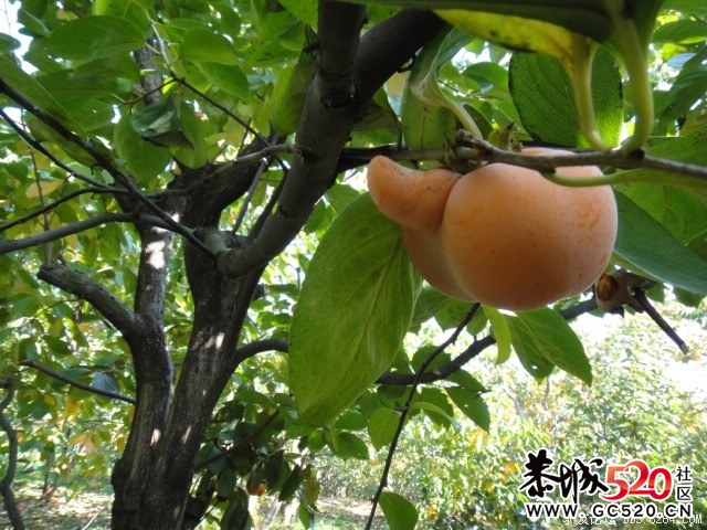 8264红岩金柿林、深秋海洋银杏 黄色东东！！601 / 作者:红日叔叔 / 帖子ID:4959