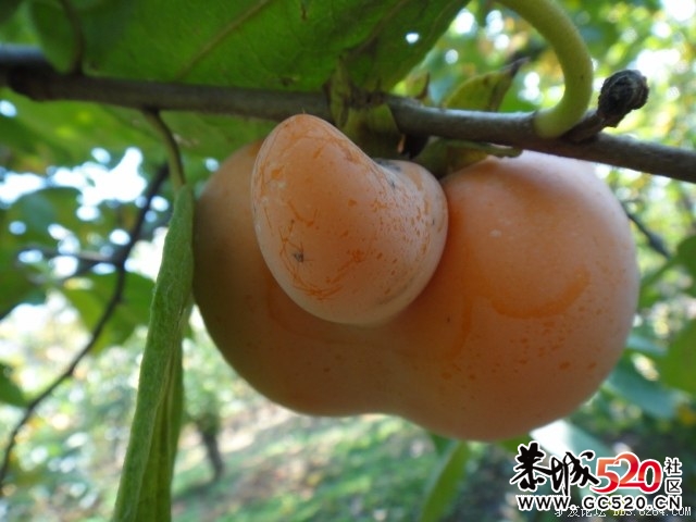 8264红岩金柿林、深秋海洋银杏 黄色东东！！925 / 作者:红日叔叔 / 帖子ID:4959