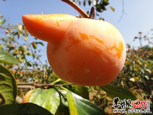 8264红岩金柿林、深秋海洋银杏 黄色东东！！978 / 作者:红日叔叔 / 帖子ID:4959