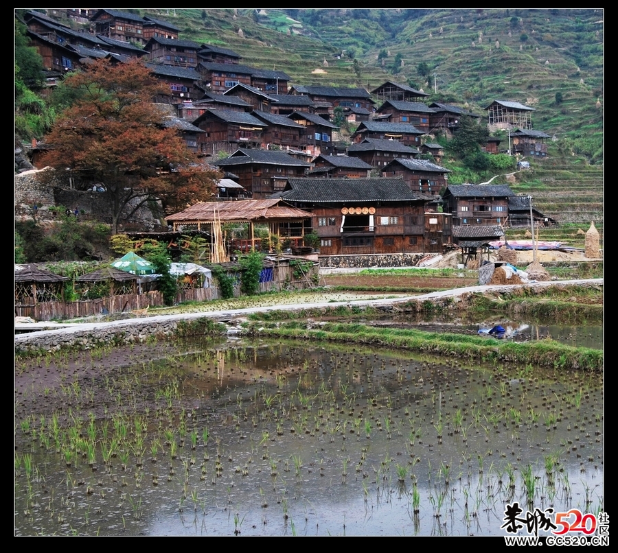 西江苗寨814 / 作者:孤独の帐篷 / 帖子ID:5311